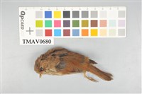 藏品(灰頭花翼畫眉)的圖片